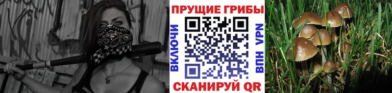 Псилоцибиновые грибы MAGIC MUSHROOMS  закладки  omg онион  Ахтырский 